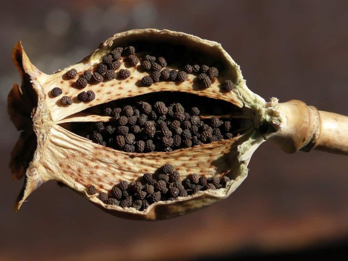 Poppy seeds Benefits and Uses- खसखस के फायदे, औषधीय गुण, लाभ, नुकसान